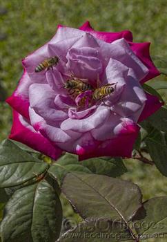 Bees in the Varigated Rose - Small
